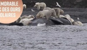 Comment mettre d'accord une centaine d'ours polaires ?