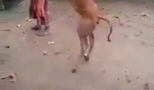 Inde : Une vache handicapée se déplace avec ses pattes arrières !
