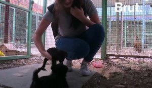 Grâce au numérique, cette jeune Irakienne sauve les animaux errants