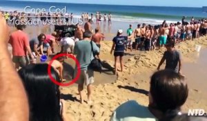 Des centaines de touristes forment une chaine humaine pour sauver un requin echoué sur la plage
