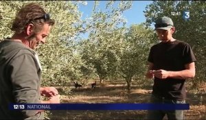 Huile d'olive : une récolte précoce et faible à cause de la sécheresse