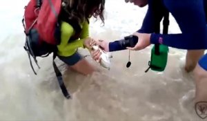 Une touriste se fait mordre la main par un requin