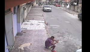 En pleine rue, ce chien se fout totalement de la gueule de ce mec