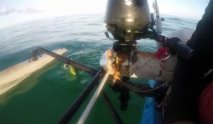un iguane perdu en pleine mer est sauvé
