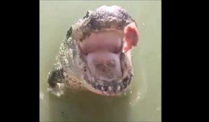 Il nourrit un crocodile à la main. Impressionnant