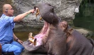 Cet hippopotame adore qu'on lui brosse les dents