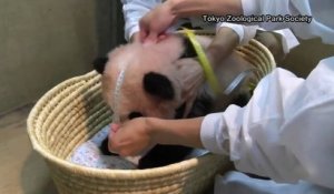 Les premiers pas de Xiang Xiang, bébé panda, au zoo de Tokyo
