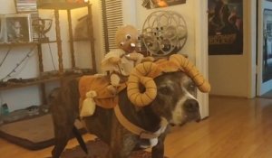 Il déguise son chien en animal Star Wars : Bantha & Tusken Raider