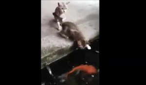 Ce chat se fait avaler par un poisson... Brochet affamé