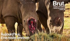 L'Afrique durcit le ton contre le braconnage du rhinocéros noir