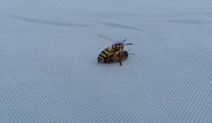 Une guêpe découpe une abeille en deux