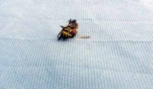 Une guêpe coupe en 2 une abeille... Cruel!