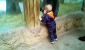 Un enfant et un jeune gorille jouent à cache-cache dans un zoo...