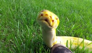 Voici le serpent le plus mignon du monde : python birman adorable