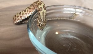 Un serpent qui boit c'est juste adorable à regarder