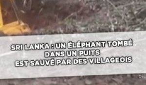 Sri Lanka: Un éléphant tombé dans un puits est sauvé par des villageois