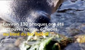 Russie : 130 phoques retrouvés morts au bord du lac Baïkal
