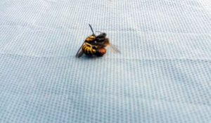 Une guêpe découpe en deux une abeille