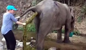 Quand ton éléphant a un problème de digestion... Crade !