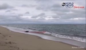 Un grand requin blanc poursuit une otarie jusque sur la plage et blesse l'animal