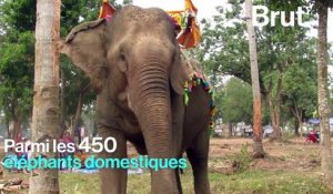 Des congés maternités pour les éléphants du Laos ?