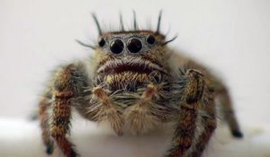 La première (vraie) araignée que vous allez enfin trouver mignonne : La phidippus