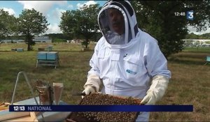 Haute-Garonne : à Toulouse-Blagnac, les abeilles côtoient les avions