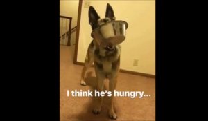 On dirait que ce chien a très faim
