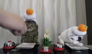 Tellement Droles Ces Chats Essayez De Ne Pas Rire Sur Orange Videos