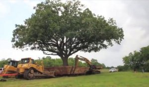 3 pelleteuses nécessaire pour déplacer ce chêne centenaire de 234 tonnes...