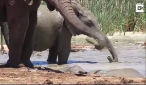 Un sauvetage impressionnant d'un éléphanteau par un troupeau d’éléphants! Saisissant !