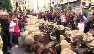 Le défilé des moutons