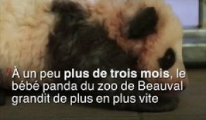 Le bébé panda du zoo de Beauval fait ses premiers pas