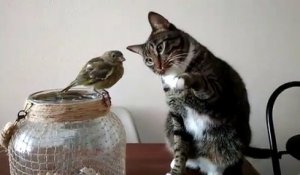 Aussi adorable qu'insolite : ce chat fait des câlins à un oiseau