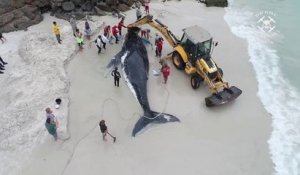 Tout ces brésiliens unis pour sauver cette baleine échouée sur Praia Grande