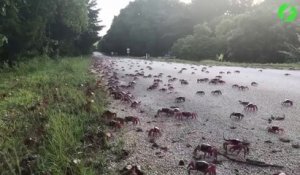 Des millions de crabes rouges migrent sur l'île de Christmas