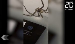Une araignée ÉNORME s'invite dans une voiture - Le Rewind du mardi 21 novembre 2017