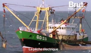 La pêche électrique, une pratique très controversée en Europe