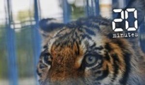 Paris: Un tigre abattu après s'être échappé d'un cirque