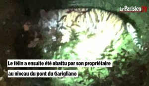 Un tigre en fuite abattu dans les rues de Paris