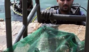 Plongée et recyclage pour sauver le Liban de ses déchets
