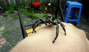 Cette araignée sauteuse est un vrai petit animal de compagnie