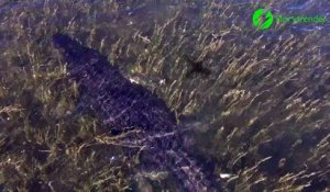 Un crocodile saute hors de l'eau pour attraper un drone... Magnifique