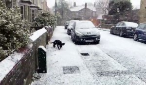 Un chien découvre la neige pour la première fois (Angleterre)