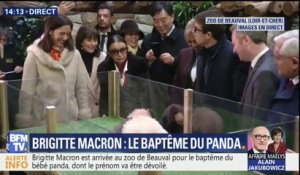 Au zoo de Beauval, Brigitte Macron baptise le bébé panda qui s'appellera Yuan Meng