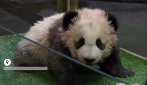 Zoo de Beauval : baptisé par Brigitte Macron, le bébé panda s'appelle Yuan Meng