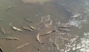 Ils viennent nourrir une 20taine de crocodiles de mer au Costa Rica... A table