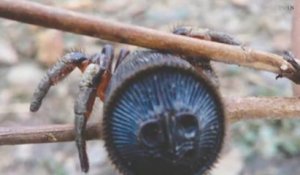 Une araignée très rare filmée en chine : Hourglass Spider