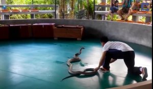 Un cobra tente de mordre un touriste pendant un show de serpent à Phuket