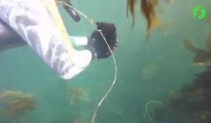Ce plongeur a attrapé une limace de mer géante. Animal impressionnant